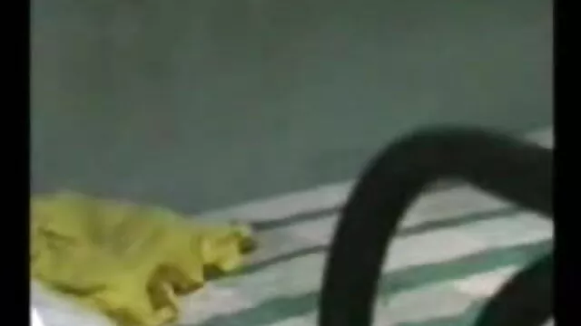 ڈونگ کمرے میں آیا اس شخص کے لئے جنسی فورا سکس گی ترکی