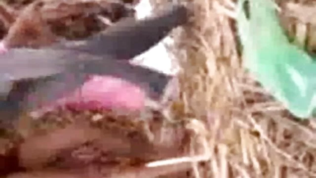 وہ چاہتے سکس ترکی باحجاب ہیں گرم محبت!